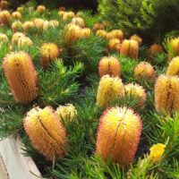 Banksia "Birthday Candles"