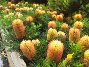 Banksia "Birthday Candles"