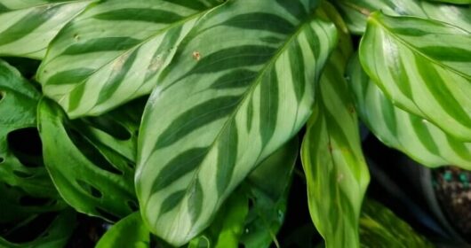 Calathea Freddy