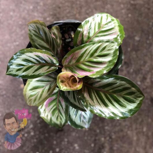 Calathea 'Freddy' 5" Pot @ Hello Hello Plants