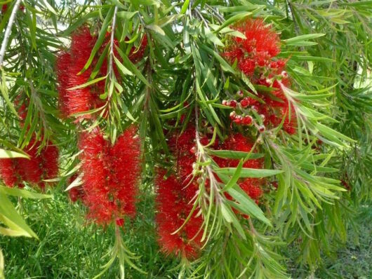 Callistemon "Four Seasons"