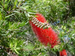 Callistemon "Willow Bottlebrush Red"