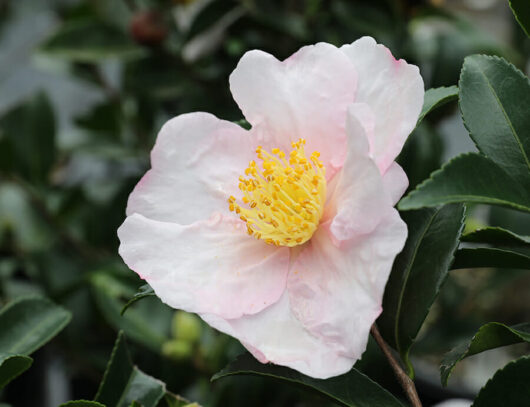 Camellia "Exquisite"
