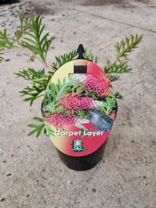 Grevillea 'Carpet Layer' 6" Pot Growers Flash Sale!