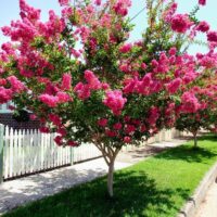 A vibrant row of pink Lagerstroemia 'Tonto' Crepe Myrtle trees in full bloom along a sidewalk, with a white picket fence and blue sky in the background.