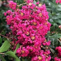 Vibrant pink Lagerstroemia 'Tonto' Crepe Myrtle blooms clustered together, surrounded by green leaves, with a blurred garden background.