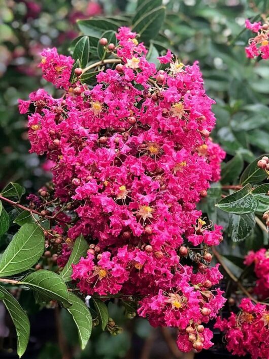 Vibrant pink Lagerstroemia 'Tonto' Crepe Myrtle blooms clustered together, surrounded by green leaves, with a blurred garden background.