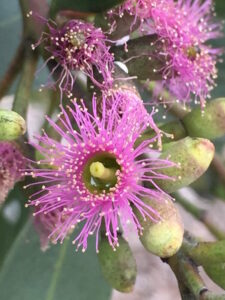 Eucalyptus "Purple Patch"