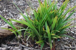 Dianella "Tiny Tas"