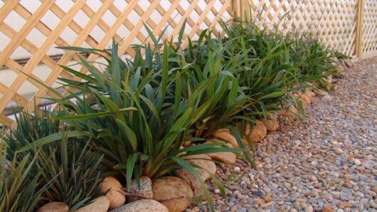 Decorative grasses, including Dianella 'Tiny Tas' PBR Flax Lily 6" Pot, planted along a pebble path with a wooden lattice fence in the background.