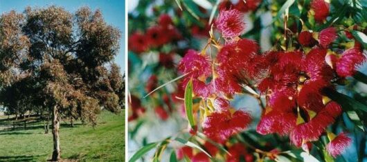Eucalyptus 'Euky Dwarf Gum'
