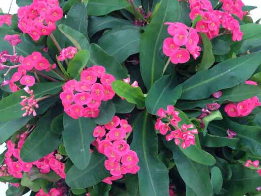 Euphorbia "Lipstick"