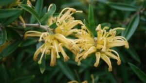 Grevillea "Old Gold"