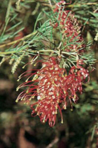 Grevillea "Covergirl"