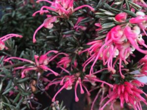 Grevillea "Pinky Petite"