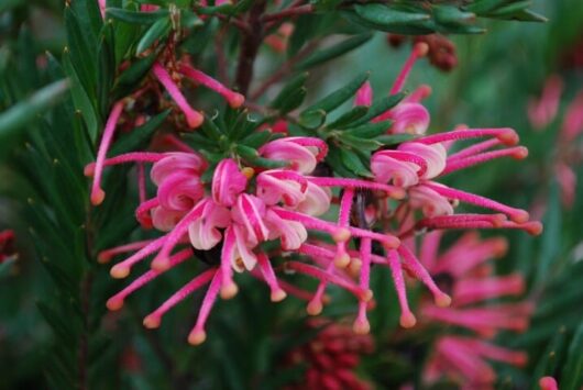 Grevillea "Rosy’s Baby"