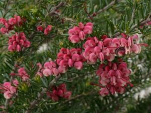 Grevillea "Fruit Box"