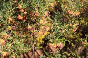 A dense Grevillea bush with clusters of spiky, pink, and yellow flowers surrounded by green needle-like foliage, flourishing magnificently in a Grevillea 'Bonnie Prince Charlie' 8" Pot.