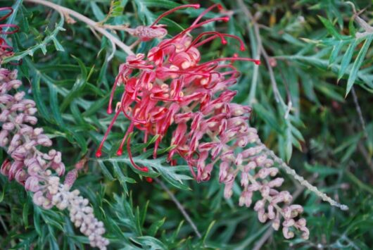 Grevillea "Little Robyn"