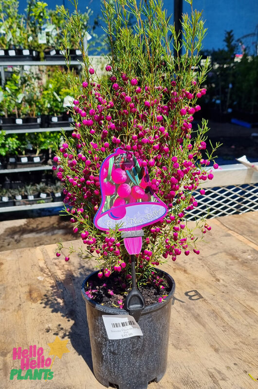 Hello Hello Plants Boronia Hybrid ‘Plum Bells’ 6″ Pot