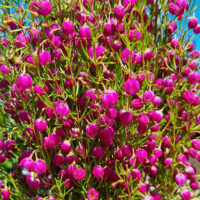 Hello Hello Plants Boronia Hybrid ‘Plum Bells’ flowers 2