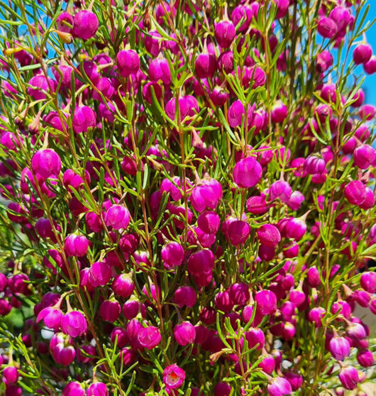 Hello Hello Plants Boronia Hybrid ‘Plum Bells’ flowers 2