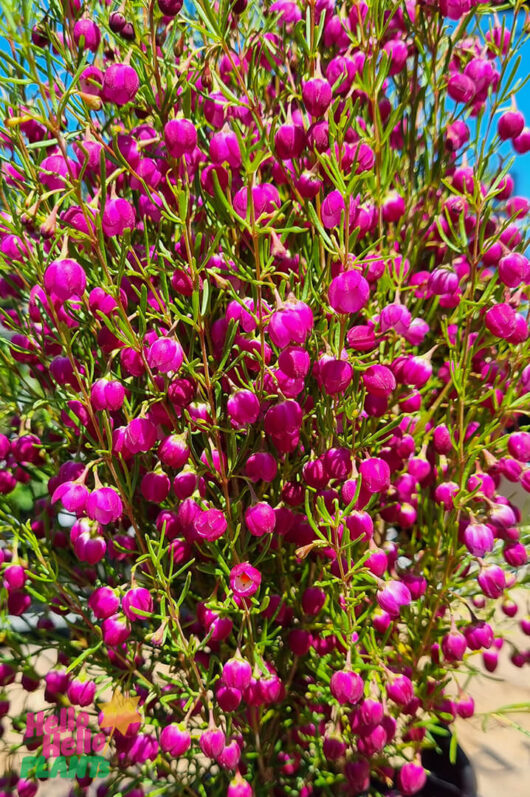 Hello Hello Plants Boronia Hybrid ‘Plum Bells’ flowers