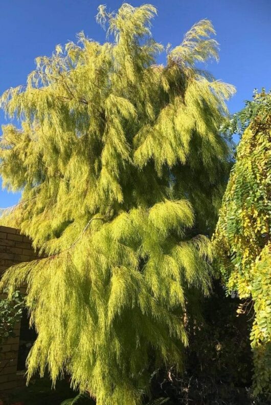 Acacia 'Lime Magik'