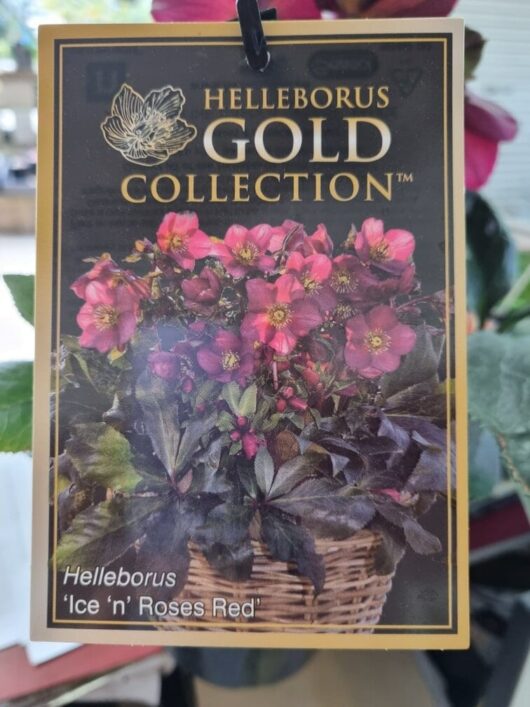 Helleborus 'Ice 'n Roses' Red Hellebore