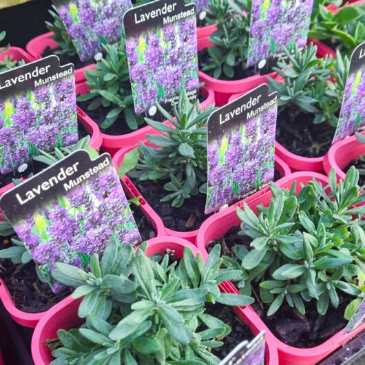 Lavandula ‘Munstead’ Dwarf Lavender 4" Pot