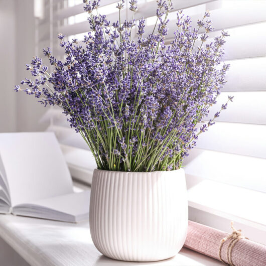Hello Hello Plants Lavandula angustifolia 'Munstead' Lavender flower cut flowers