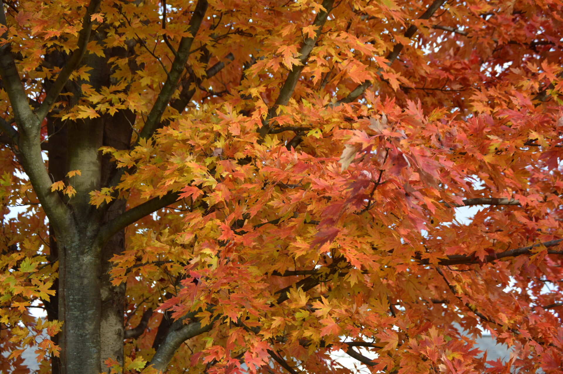 Why do leaves change colour in autumn and fall off?