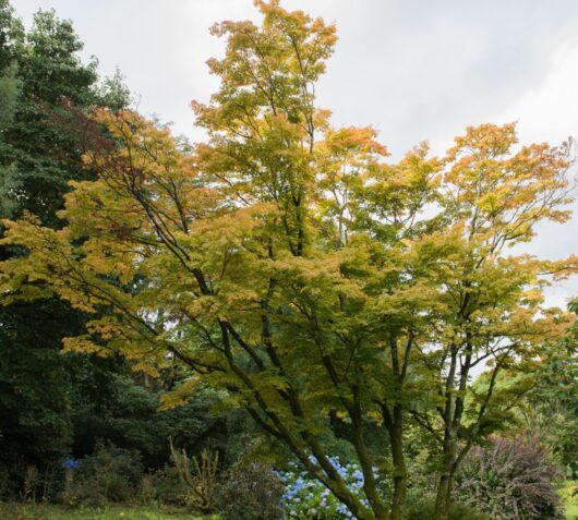 Acer 'Senkaki/Coral Bark' Japanese Maple 20" Pot Elite Grade
