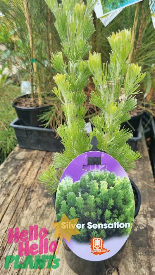 Adenanthos 'Silver Sensation' 10" Pot