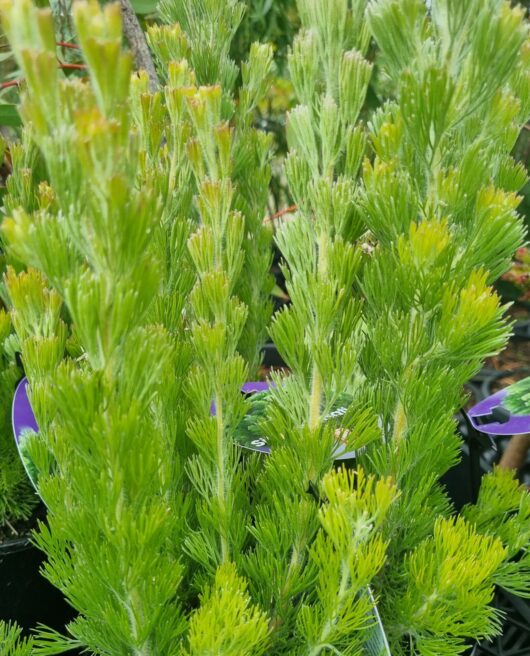 Adenanthos 'Silver Sensation' 10" Pot