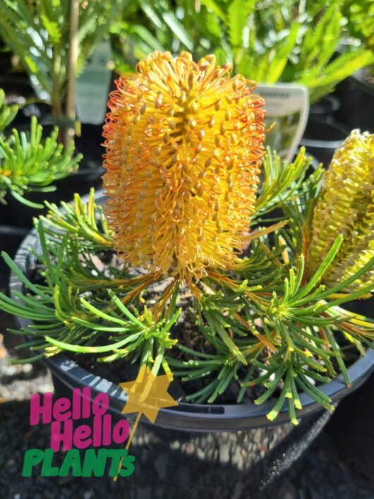 Banksia 'Birthday Candles' 8" Pot