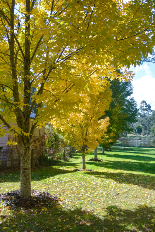 Hello Hello Plants Nursery Campbellfield Melbourne Victoria Australia avenue of Fraxinus excelsior Aurea Golden Ash in Trentham in autumn taken by Eliza Tyrrell