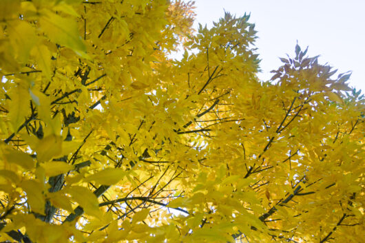 Fraxinus 'Golden Ash' Tree