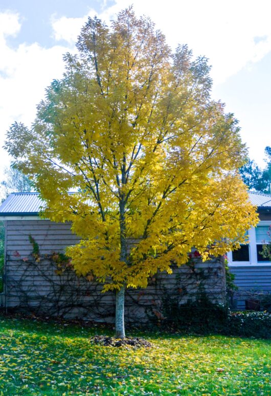 Fraxinus 'Golden Ash' Tree