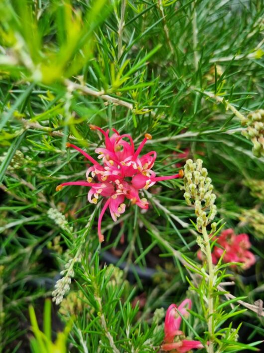 Grevillea 'Scarlet Sprite'
