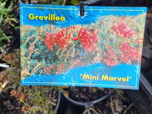 Grevillea 'Mini Marvel' PBR 6" Pot