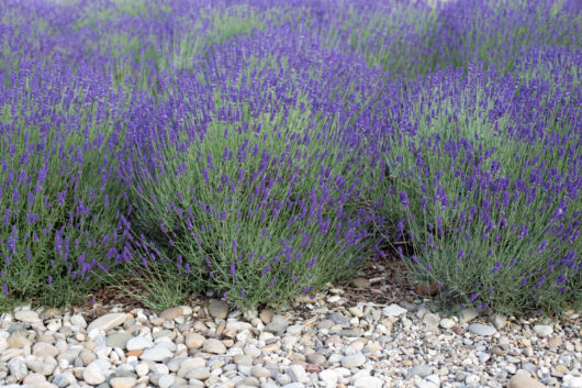 Lavandula 'English Lavender' 4" Pot