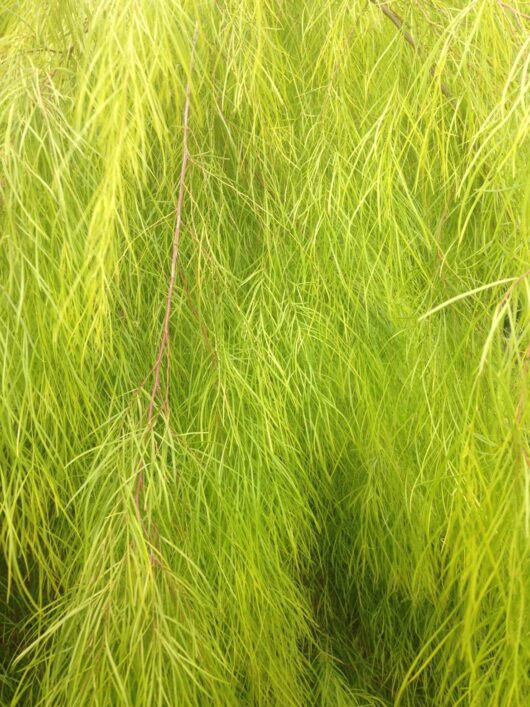 Acacia 'Lime Magik'