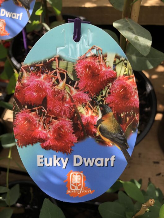 Eucalyptus 'Euky Dwarf Gum'