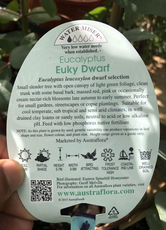 Eucalyptus 'Euky Dwarf Gum'