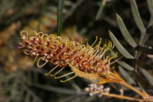 Grevillea "Strawberry Blonde"