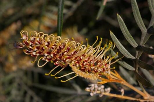 Grevillea "Strawberry Blonde"