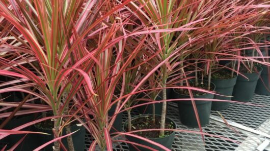 Dracaena 'Colorama' 8" Pot