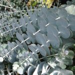Eucalyptus "Silver-Leaved Mountain Gum"
