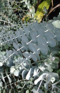 Eucalyptus "Silver-Leaved Mountain Gum"